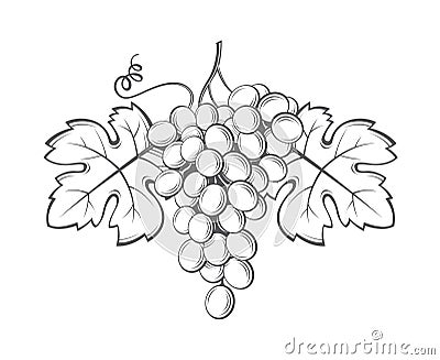 Grapes bunches image Vector Illustration