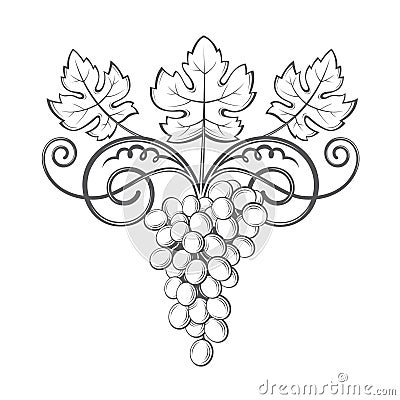 Grapes bunches image Vector Illustration