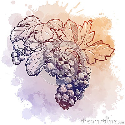 Grapes cluster with leaves. linear drawing isolated on watercolor textured background. Vector Illustration