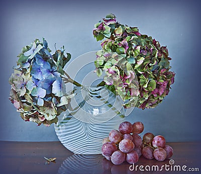 Grapes and dry Hydrangea flowerss Stock Photo