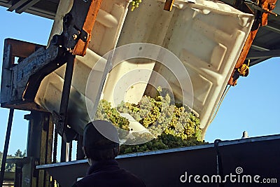 Grapes Dumped into Hopper Stock Photo
