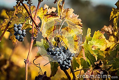 Grapes in fall Stock Photo