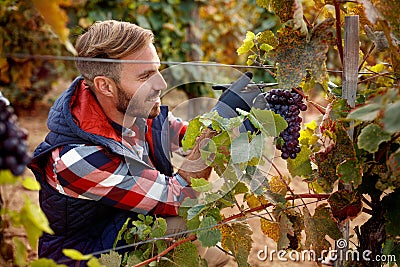 Grapes on family vineyard - worker picking black grapes Stock Photo