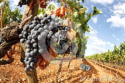 Grapes on field Stock Photo