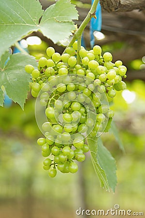 Grapes fruit in vineyard Stock Photo