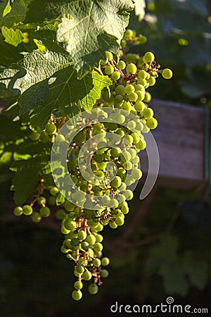 Grapes glow in the sunshine in Kibbutz Lavi Stock Photo