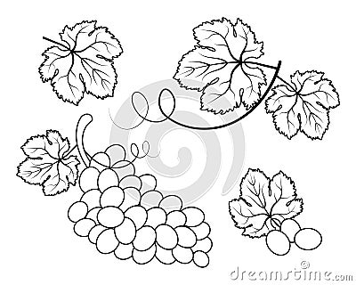 Grapes and grape leaves, a set of line drawings. Sketch vector Vector Illustration