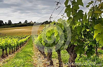 Grapes growing Stock Photo