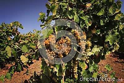 Grapes growing on a vine in a vineyard Stock Photo