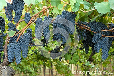 Grapes hanging in a vineyard Stock Photo