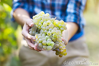 Grapes harvest. Farmer with freshly harvested grapes. Stock Photo