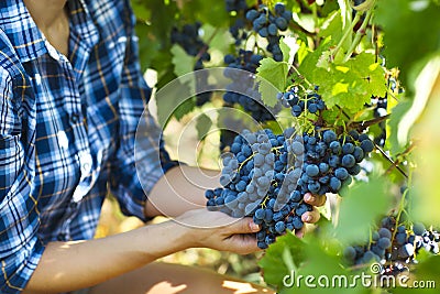 Grapes harvest. Farmer with freshly harvested grapes. Stock Photo