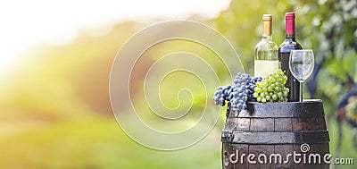 Grapes harvest in vineyard. Wine bottles, wineglass, wood rustic barrel and corkscrew. Traditional winemaking and wine tasting con Stock Photo
