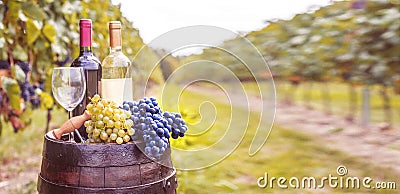 Grapes harvest in vineyard. Wine bottles, wineglass, wood rustic barrel and corkscrew. Traditional winemaking and wine tasting con Stock Photo