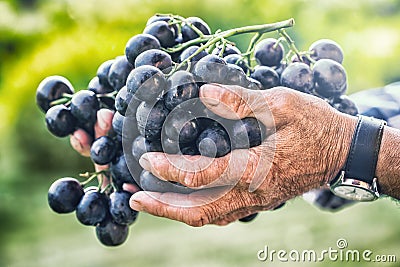 Grapes harvesting. Black or blue bunch grapes in hand old senior farmer Stock Photo