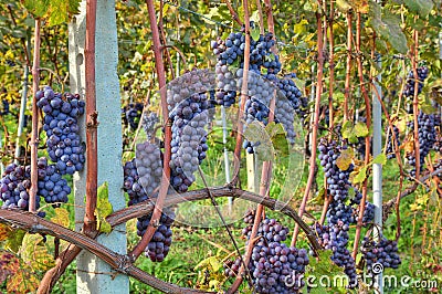 Grapes before harvesting. Piedmont, Italy. Stock Photo