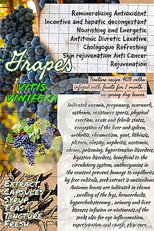 Grapes herbalist notebook page idea Stock Photo