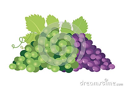 Green and red ripe grapes icon vector Vector Illustration