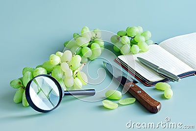 Grapes, knife, notepad, pen and magnifier on a light background. Checking quality of grapes in laboratory. Selection of grapes for Stock Photo