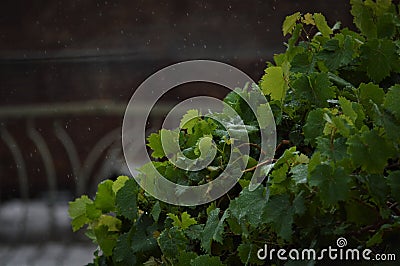 Grapes leafs under rain for background, selective focus, raining, nature Stock Photo