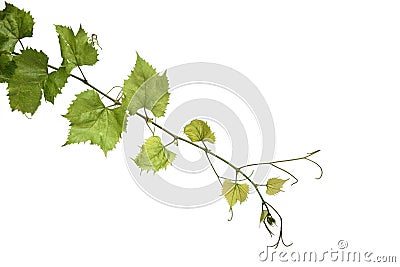 Grapes leafs on white background Stock Photo