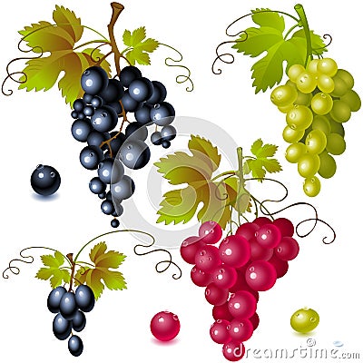 Grapes with leaves Vector Illustration