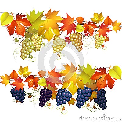 Grapes with leaves Vector Illustration