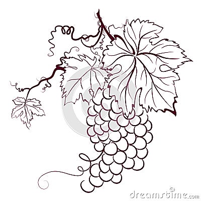 Grapes With Leaves Vector Illustration