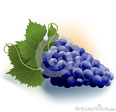 Grapes and leaves Vector Illustration
