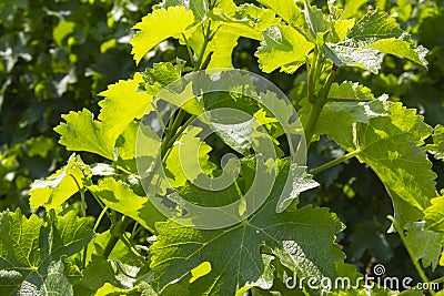 Grape leaves in a vineyard Loire Valley France Stock Photo