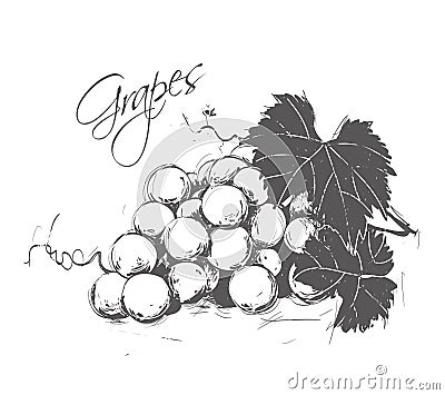 Grapes made in the style of a sketch. Vector Illustration