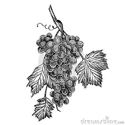 Grapes monochrome sketch. Hand drawn grape bunches. Isolated on white background. Hand drawn engraving style Vector Illustration