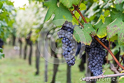 Grapes of Nebbiolo ready for the upcoming harvest, Piedmont, Italy Stock Photo