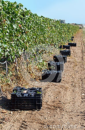 Vendemmia - grape harvest in a vineyard Stock Photo