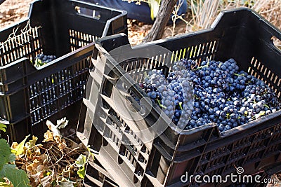 Vendemmia - grape harvest in a vineyard Stock Photo