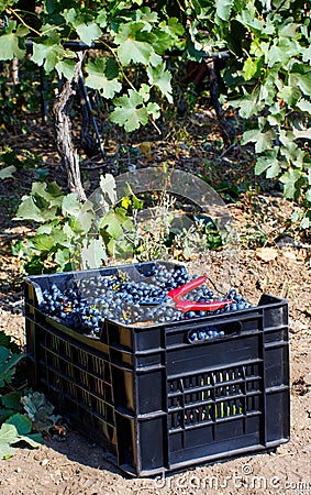 Vendemmia - grape harvest in a vineyard Stock Photo