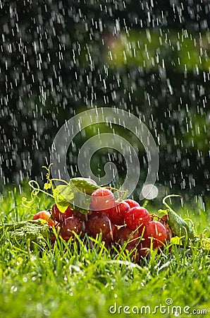 Grapes in the rain Stock Photo