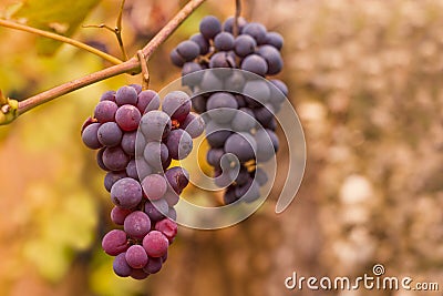 Bunch of grapes Stock Photo