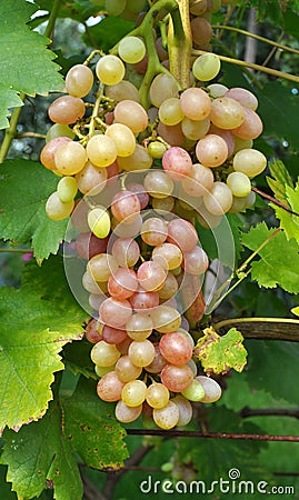 Grapes ripen on the branch of the bush Stock Photo