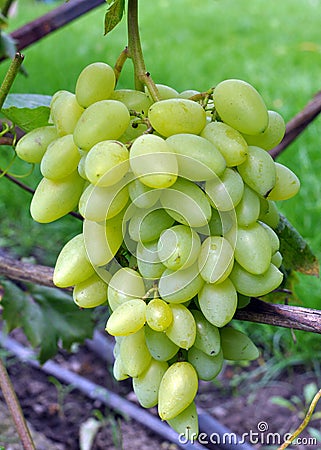 Grapes ripen on the branch of the bush Stock Photo