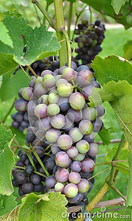 Grapes ripen on the branch of the bush Stock Photo