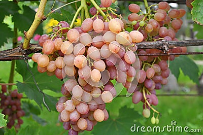 Grapes ripen on the branch of the bush Stock Photo
