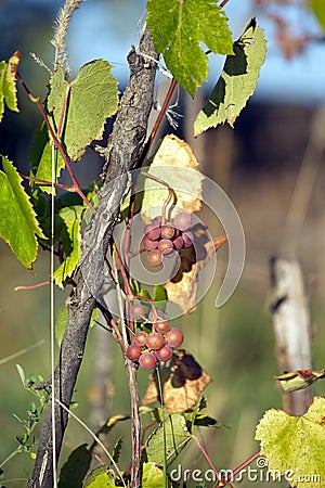 Grapes ripen on branch of the vine on hot summer day grape in brown wicker basket on wooden table Stock Photo