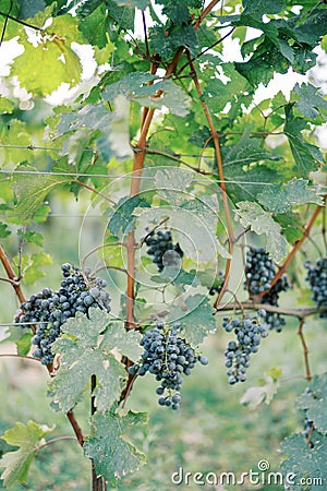 Grapes ripen on branches among the stretched ropes of the vineyard Stock Photo