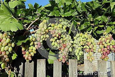 grapes ripen in the bright sun. bunches of grapes hanging over a wooden fence Stock Photo