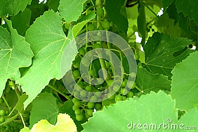 Grapes ripen in the garden Stock Photo