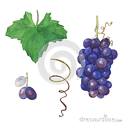 Grapes. A set of elements. Stock Photo