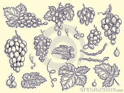 Grapes set. Vineyard collection wine grapes and leaves vector engraving graphic pictures for restaurant menu Vector Illustration