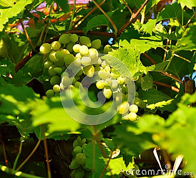 Grapes to ripen Stock Photo