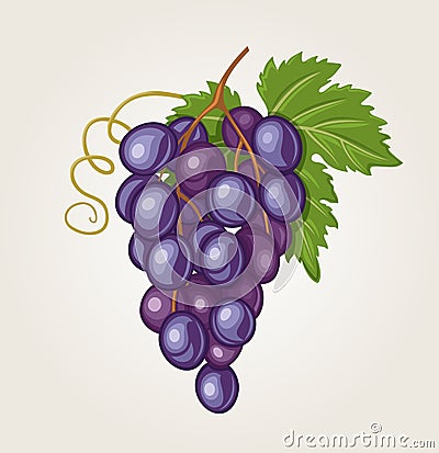 Grapes Cartoon Illustration